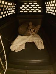 Found/Stray Unknown Cat last seen Wilcox and Tunnel, Chattanooga, TN 37411