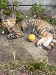Lost Female Cat last seen Fernhill street , Greater London, England E16 2LR