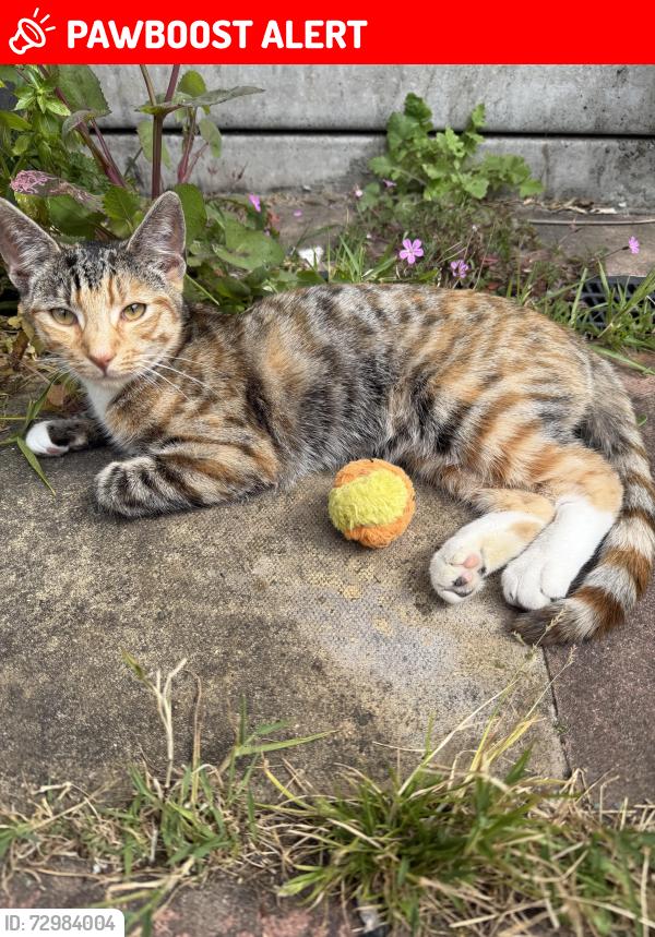 Lost Female Cat last seen Fernhill street , Greater London, England E16 2LR