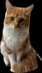 Reunited Male Cat last seen Near Seneca Pl, Lancaster, NY 14086, USA, Lancaster, NY 14086