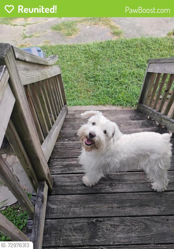 Reunited Male Dog last seen Mazant & Claiborne , New Orleans, LA 70117