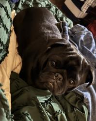 Reunited Male Dog last seen Around Mission of Hope, Mobile, AL 36608