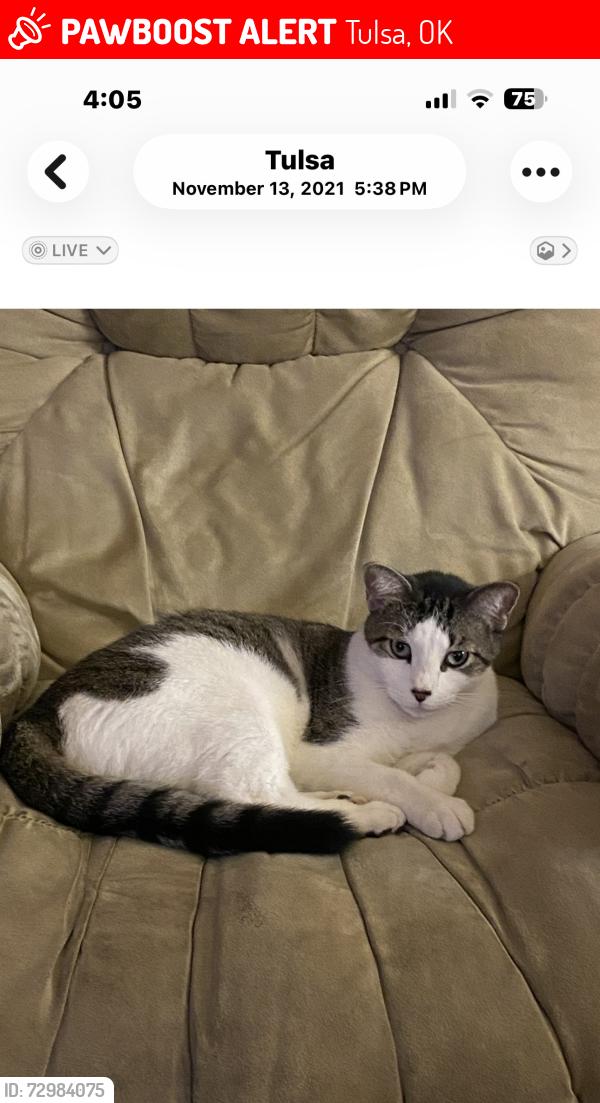 Lost Female Cat last seen Near Mingo, Tulsa, OK 74145