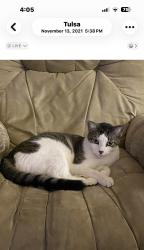 Lost Female Cat last seen Near Mingo, Tulsa, OK 74145