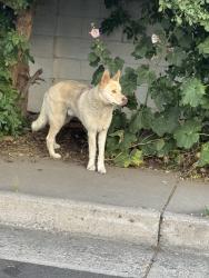 Found/Stray Unknown Dog last seen Van Buren, Albuquerque, NM 87108