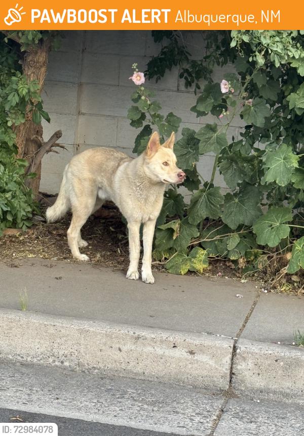 Found/Stray Unknown Dog last seen Van Buren, Albuquerque, NM 87108