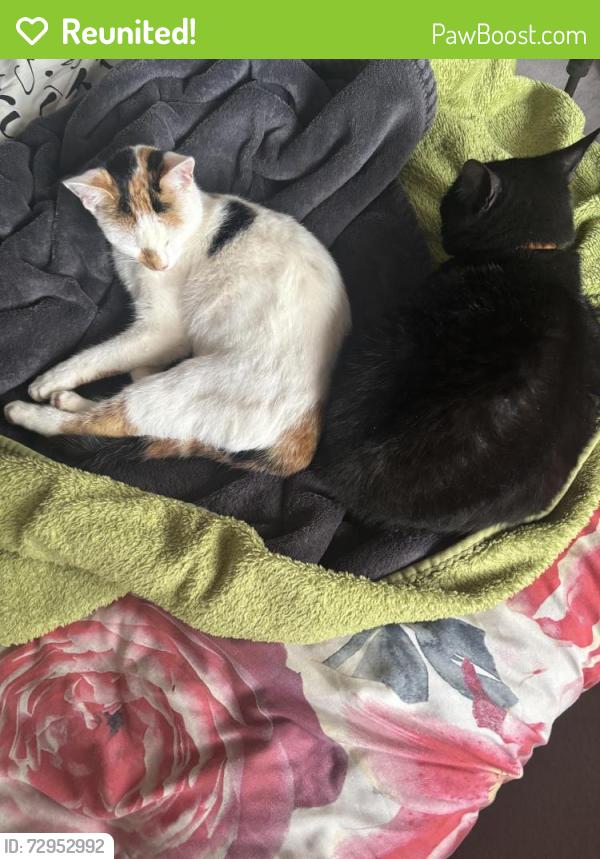 Reunited Female Cat last seen Coffee Hall, Coffee Hall, England MK6 5EE