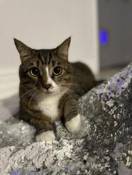Lost Male Cat last seen 7th St E. Isle of Capri, Treasure Island, FL 33706
