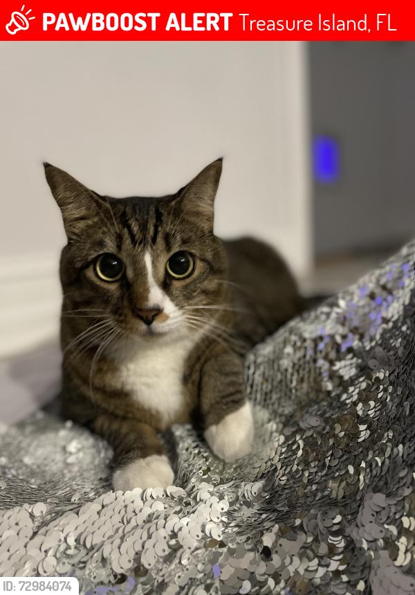 Lost Male Cat last seen 7th St E. Isle of Capri, Treasure Island, FL 33706