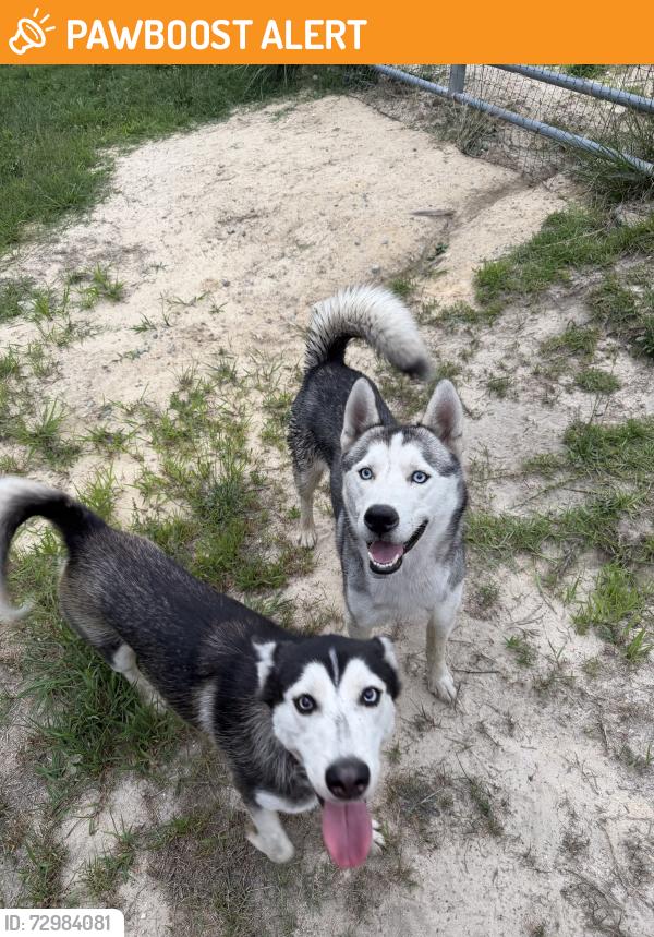 Found/Stray Male Dog last seen Hillmon Geove Rd/McPherson Rd, Old County Line Rd, NC 28326