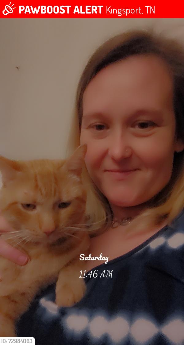 Lost Male Cat last seen Caribbean drive, bowater drive, champion chevrolet, Kingsport, TN 37660