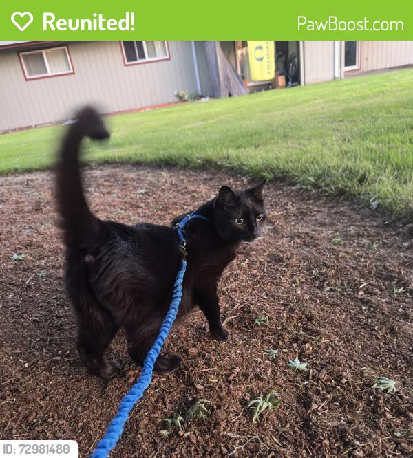 Reunited Female Cat last seen River avenue, Eugene, OR 97404