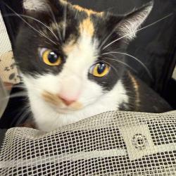 Shelter Stray Unknown Cat last seen , Philadelphia, PA 19140