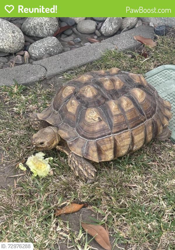 Reunited Unknown Reptile last seen Leadora and N. Pennsylvania , Glendora, CA 91741