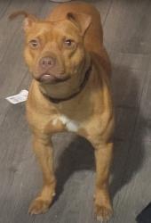 Lost Female Dog last seen Highway H and Fairgrounds Rd , Troy, MO 63379