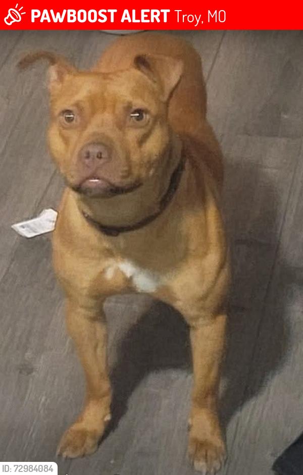 Lost Female Dog last seen Highway H and Fairgrounds Rd , Troy, MO 63379