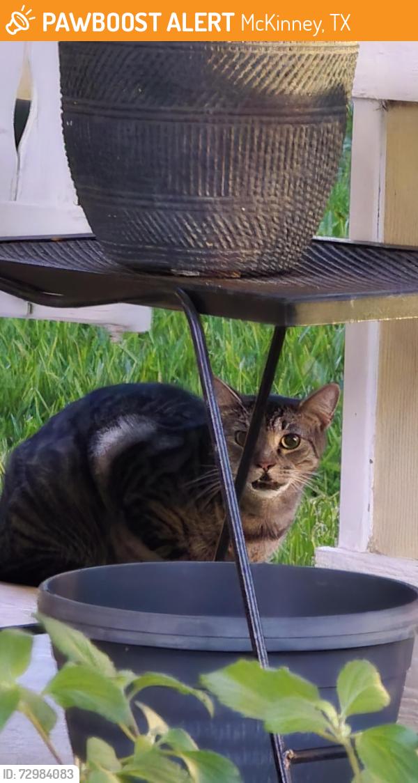 Found/Stray Female Cat last seen Temecula Creek Trail , McKinney, TX 75070