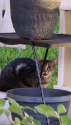 Found/Stray Female Cat last seen Temecula Creek Trail , McKinney, TX 75070
