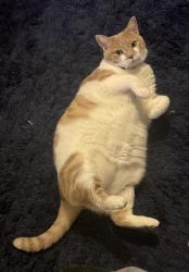Lost Female Cat last seen 47th pl s near atlamont sport fields, Birmingham, AL 35222