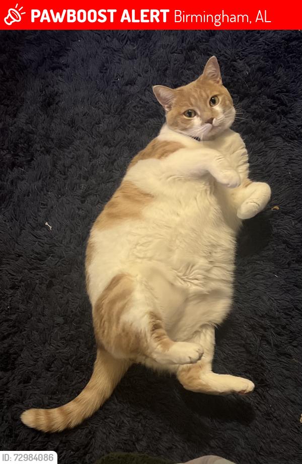 Lost Female Cat last seen 47th pl s near atlamont sport fields, Birmingham, AL 35222