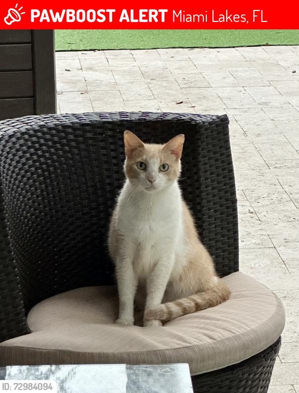 Lost Male Cat last seen 79th ave and 162nd, Miami Lakes, FL 33016