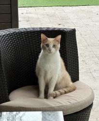 Lost Male Cat last seen 79th ave and 162nd, Miami Lakes, FL 33016