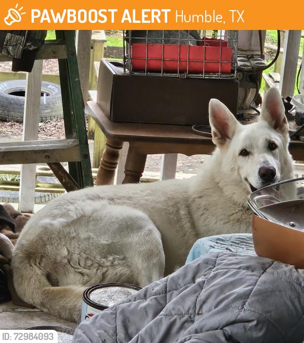 Found/Stray Male Dog last seen Woodland Hills & Atascacita Rd, Humble, TX 77346