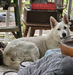 Found/Stray Male Dog last seen Woodland Hills & Atascacita Rd, Humble, TX 77346