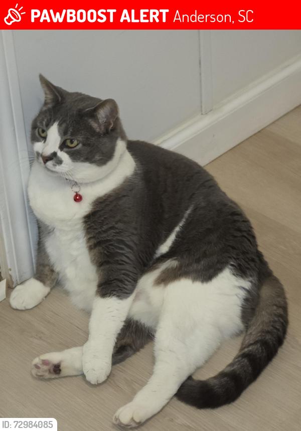Lost Male Cat last seen Harris road and roach or Centerville road, Anderson, SC 29625