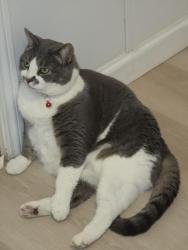 Lost Male Cat last seen Harris road and roach or Centerville road, Anderson, SC 29625