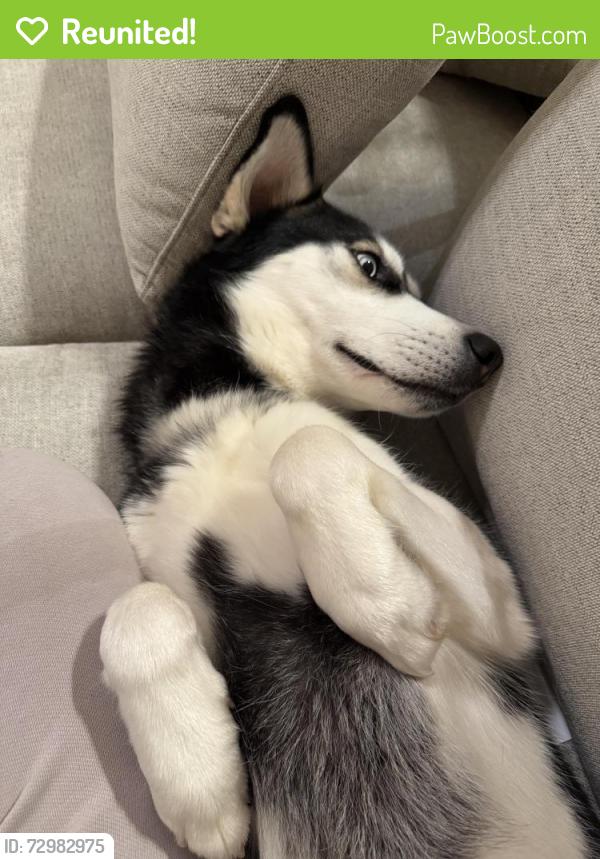 Reunited Male Dog last seen Mableton Parkway , Mableton, GA 30126