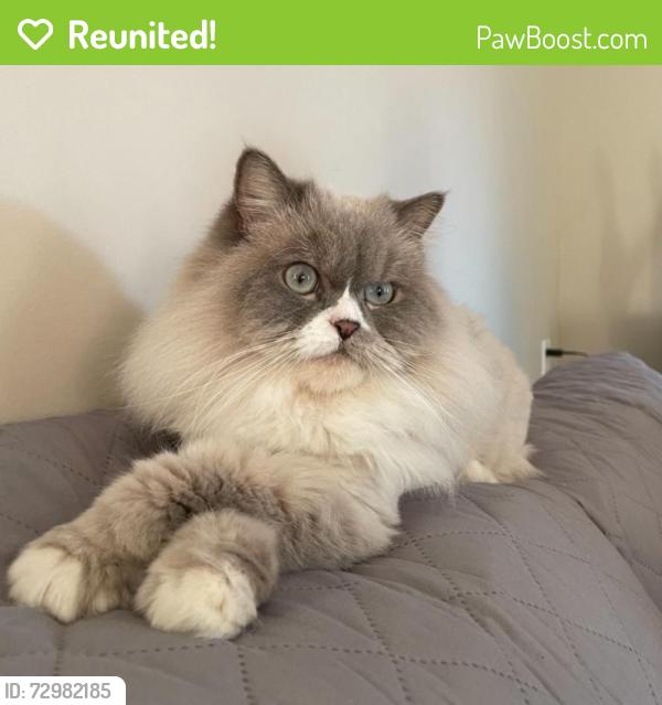 Reunited Female Cat last seen Devonshire and desoto , Los Angeles, CA 91311