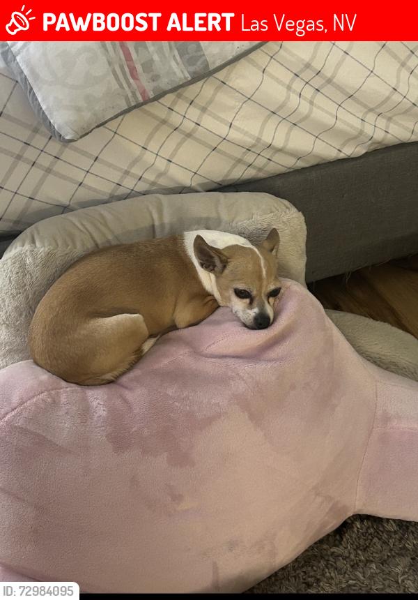 Lost Female Dog last seen Sharp horn ct, Las Vegas, NV 89149
