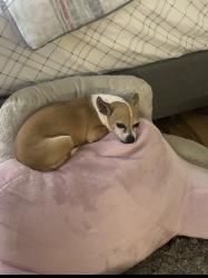 Lost Female Dog last seen Sharp horn ct, Las Vegas, NV 89149