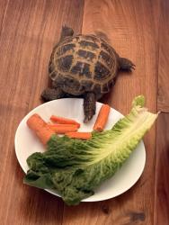 Reunited Male Reptile last seen Portola and Yale, Irvine, CA 92620