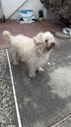 Found/Stray Male Dog last seen Glenfinnan and Durness, San Jose, CA 95122