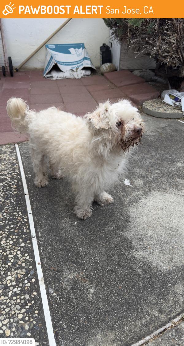 Found/Stray Male Dog last seen Glenfinnan and Durness, San Jose, CA 95122