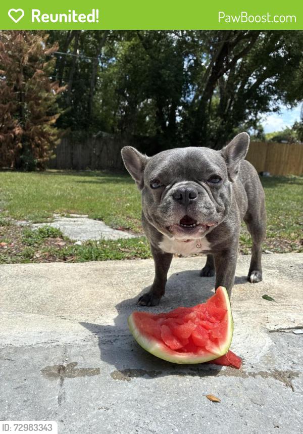 Reunited Female Dog last seen 25th street , Sanford, FL 32771