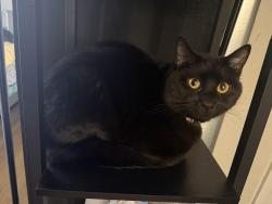 Lost Male Cat last seen my home, Boise, ID 83706