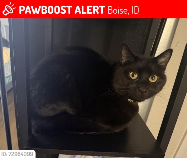 Lost Male Cat last seen my home, Boise, ID 83706