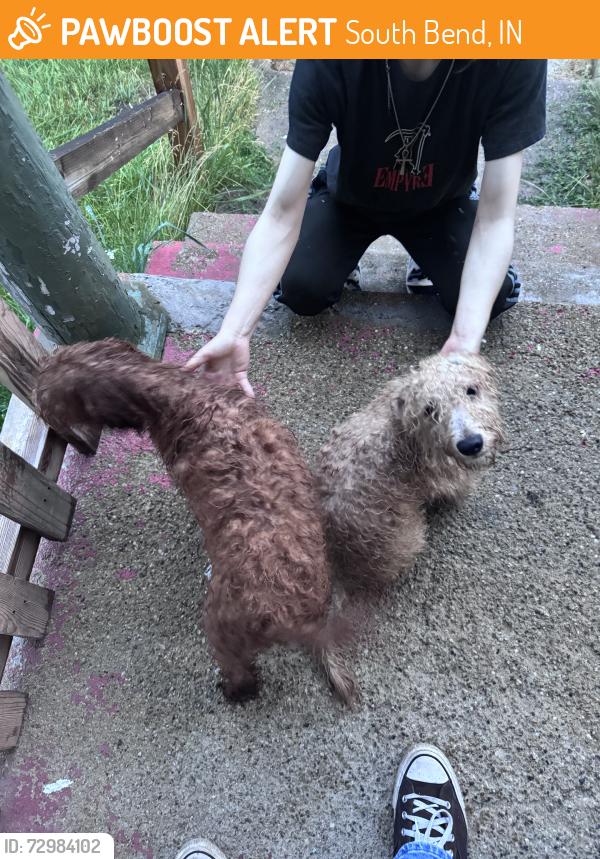 Found/Stray Unknown Dog last seen Riley High School, South Bend, IN 46613
