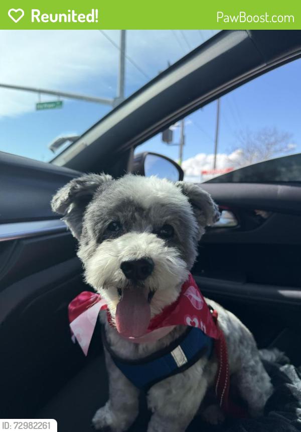 Reunited Male Dog last seen Near , Bakersfield, CA 93311