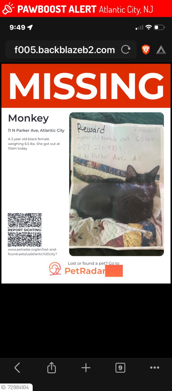 Lost Female Cat last seen Dover and Ventnor Ave, Atlantic City, NJ 08401