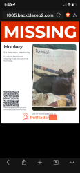 Lost Female Cat last seen Dover and Ventnor Ave, Atlantic City, NJ 08401