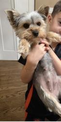 Lost Female Dog last seen Wenona south, Maryland City, MD 20724