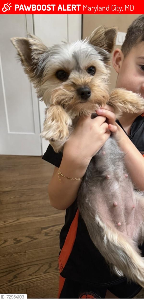 Lost Female Dog last seen Wenona south, Maryland City, MD 20724