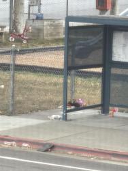 Found/Stray Unknown Cat last seen Park, San Jose, CA 95128
