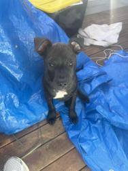 Lost Male Dog last seen Monfarville st, Saint Marys, NSW 2760