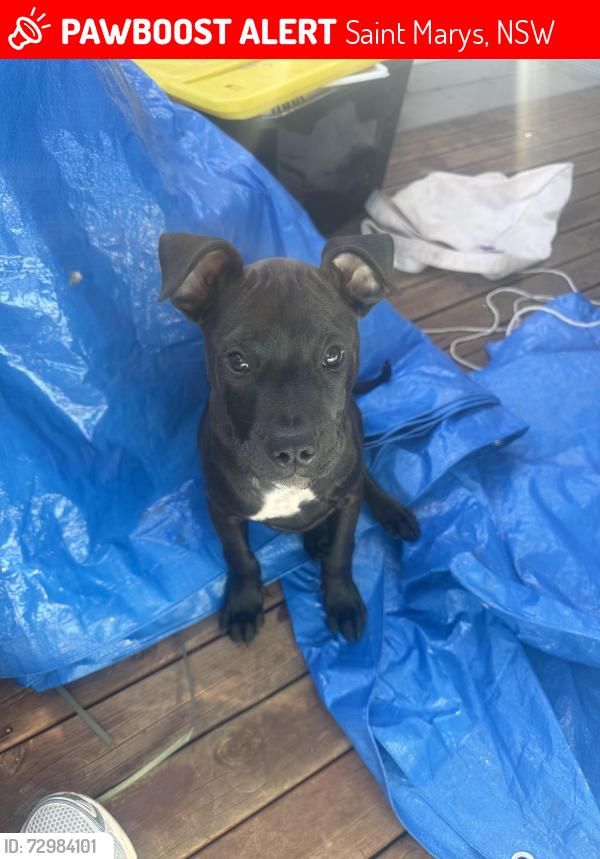 Lost Male Dog last seen Monfarville st, Saint Marys, NSW 2760