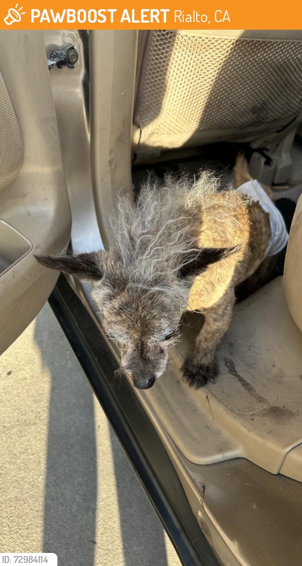 Found/Stray Unknown Dog last seen Foothill, Rialto, CA 92376